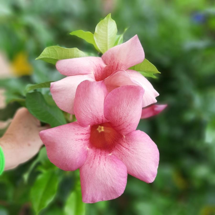 Manga Rosa Hospedagem Каноа-Кебрада Екстер'єр фото